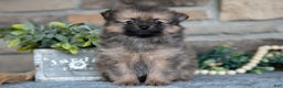 Pomeranian dogs for sale: Haven - Ad 1