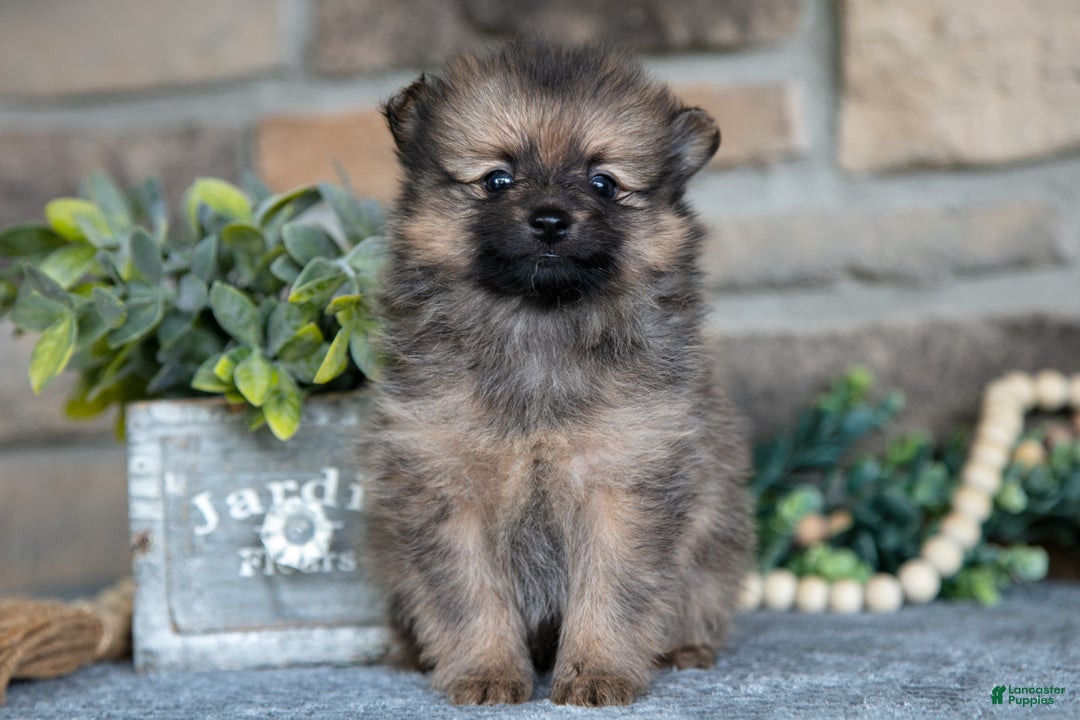 Pomeranian dogs for sale: Haven - Ad 1