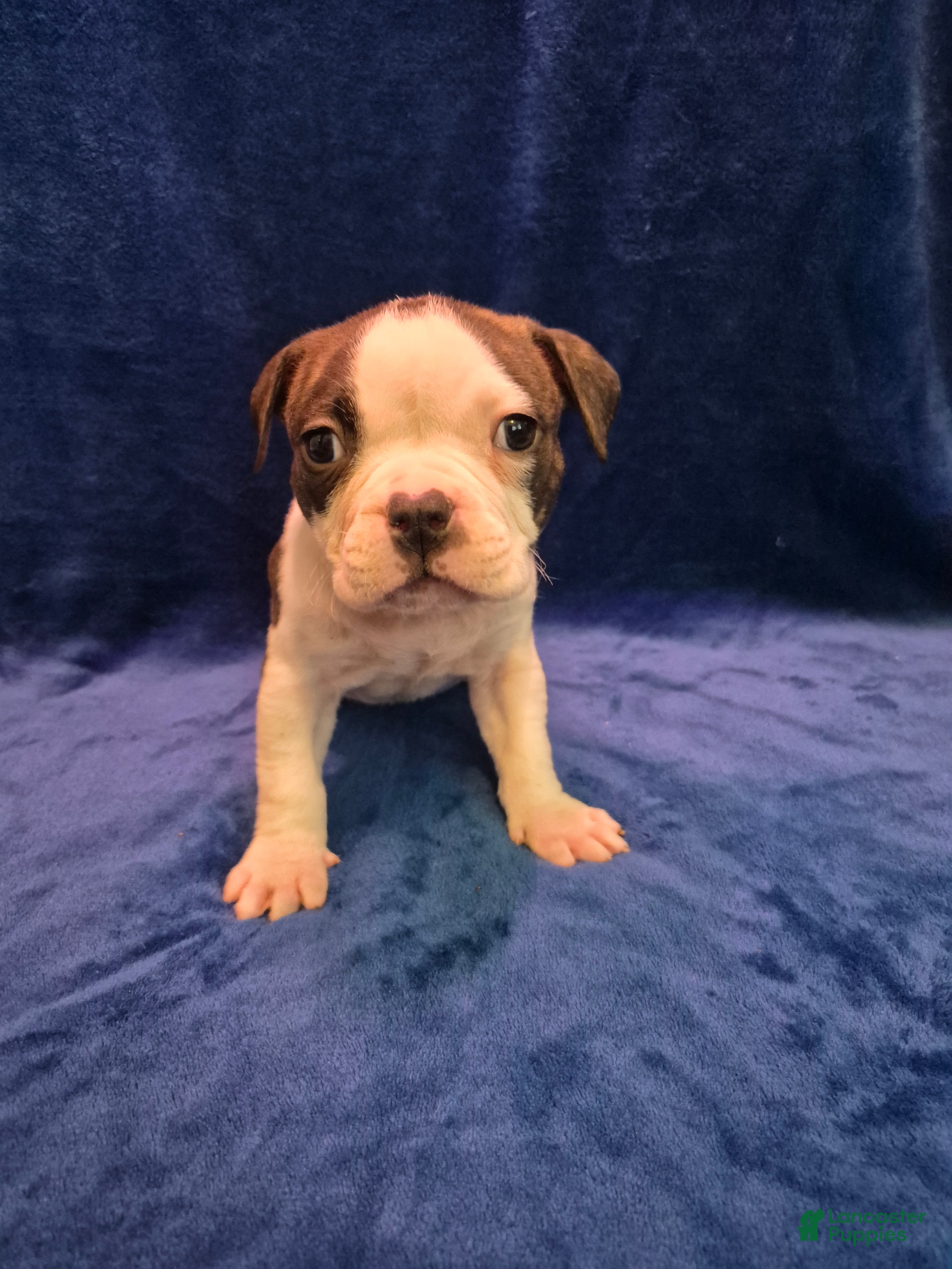American Bully dogs American Bully Puppy Little Daddy - Ad 2