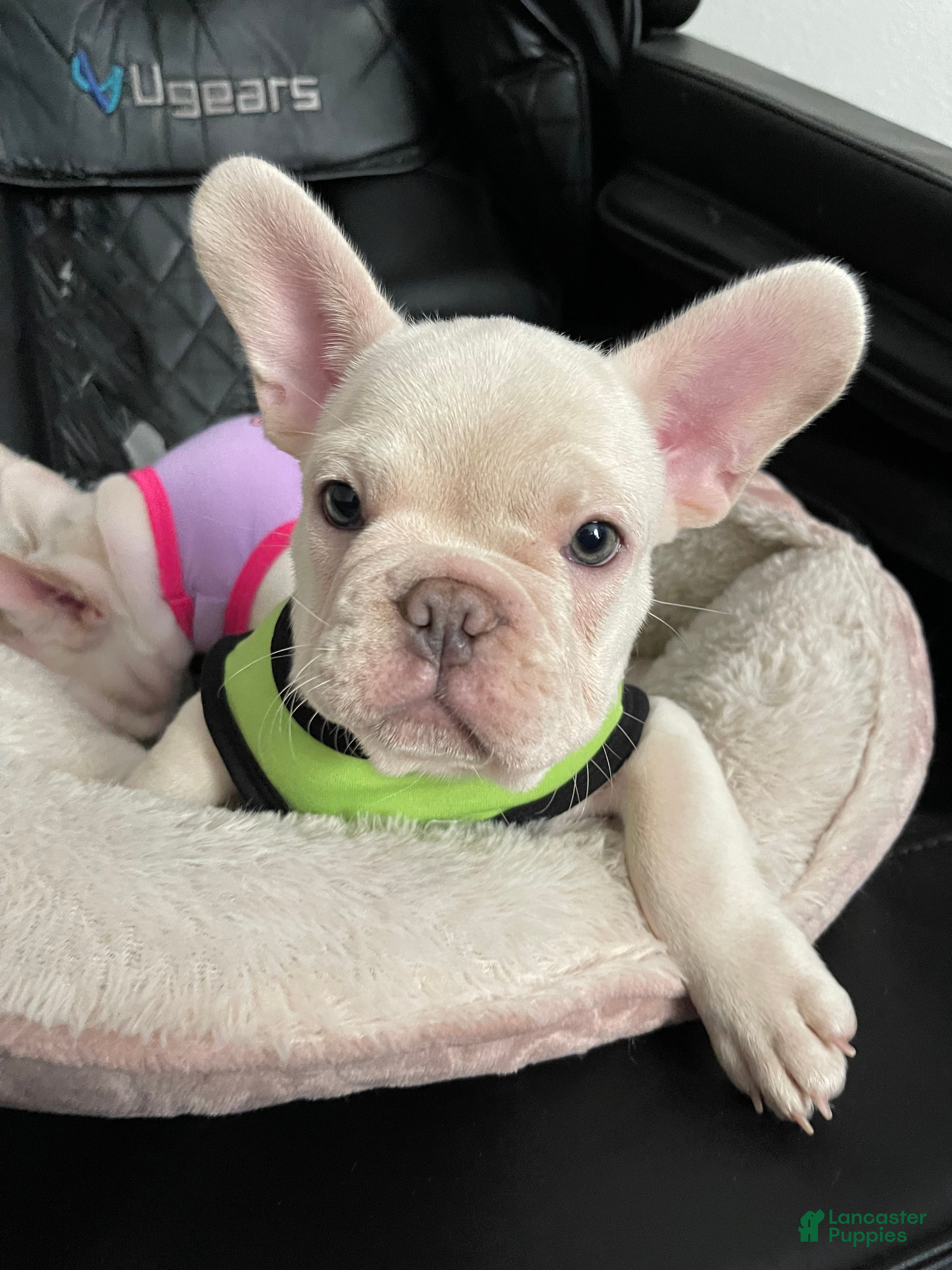 French Bulldog dogs Marshmallow - Ad 1