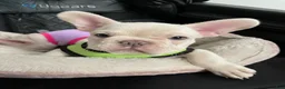French Bulldog dogs for sale: Marshmallow - Ad 2