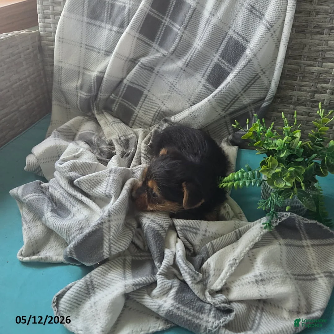 Yorkshire Terrier dogs for sale: Haley - Ad 4