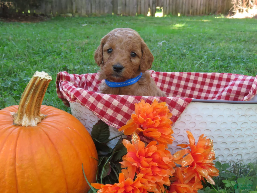 Mini Goldendoodle dogs for sale: Cappuccino  - Ad 2