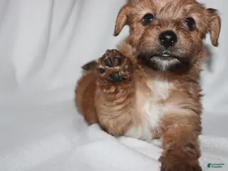 Yorkiepoo dogs Prince - Ad 40