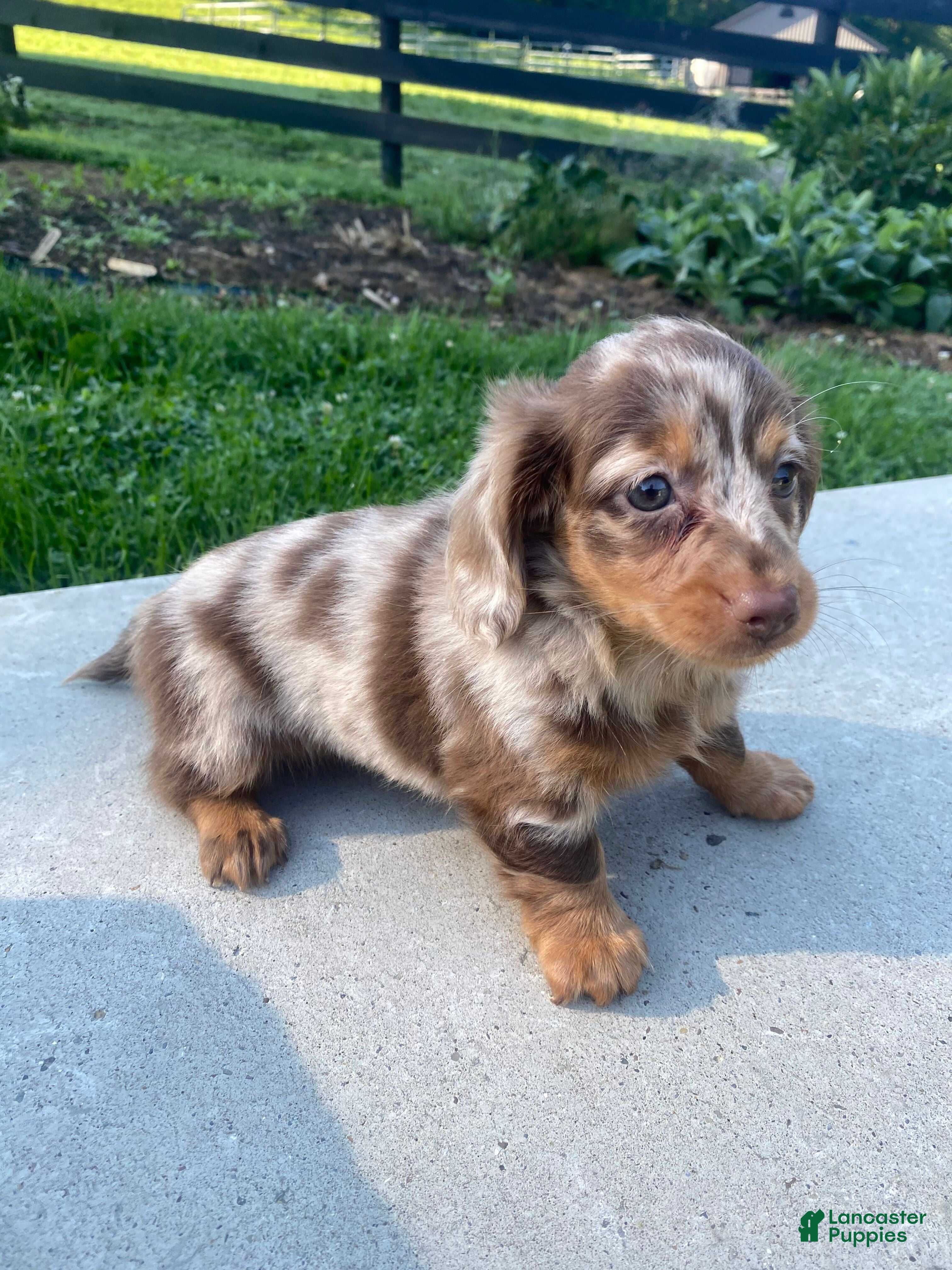 Miniature Dachshund dogs Ellie - Ad 2