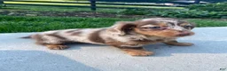 Miniature Dachshund dogs for sale: Ellie - Ad 2