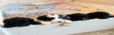 Mini bernedoodles 5