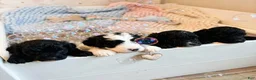 Mini Bernedoodle dogs for sale: Mini bernedoodles 5 - Ad 1