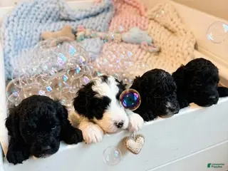 Mini Bernedoodle dogs for sale: Mini bernedoodles 5 - Ad 4