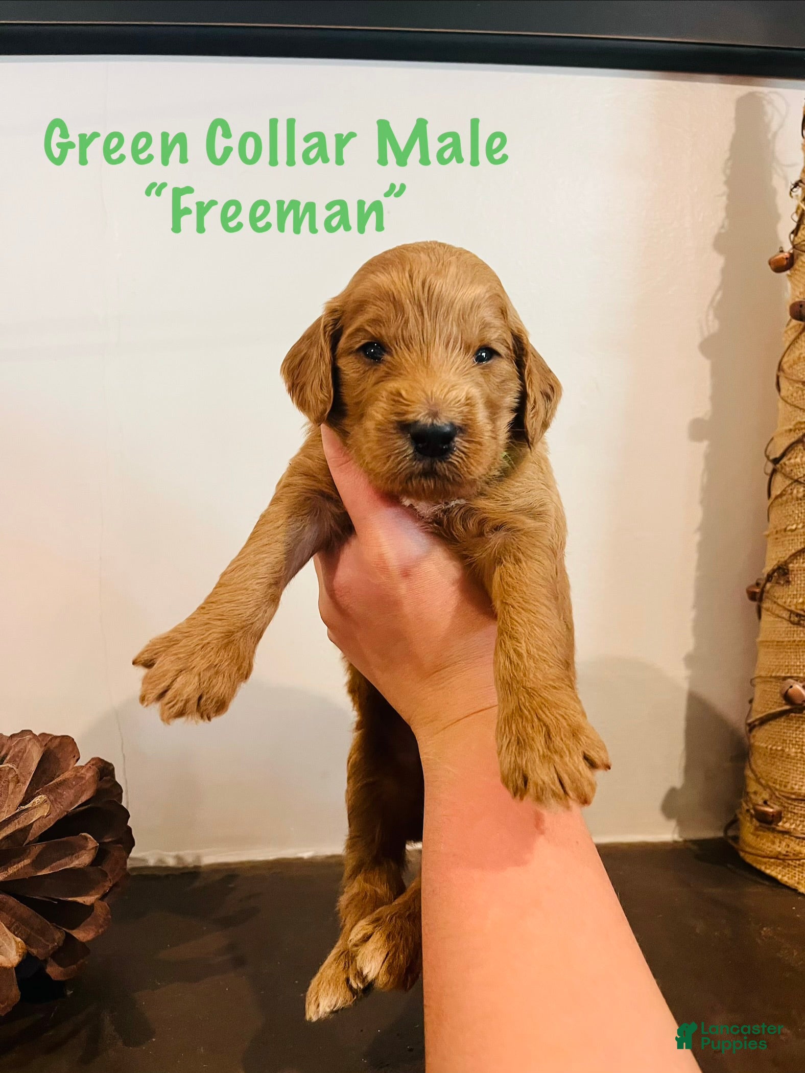 Irish Doodle dogs Light Green Collar - “Freeman” - Ad 2