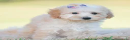 Mini Goldendoodle dogs for sale: Apricot - Ad 3
