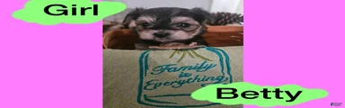 Morkie Puppy 4