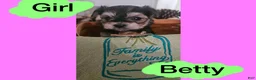 Morkie dogs for sale: Morkie Puppy 4 - Ad 1