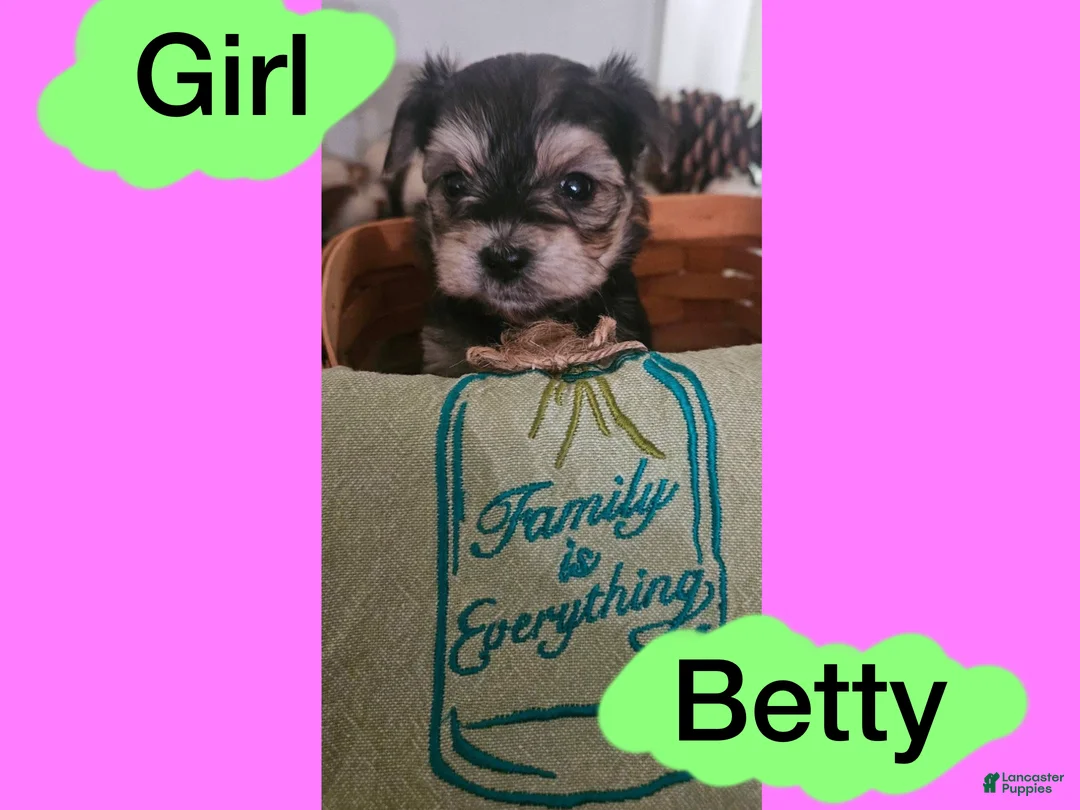 Morkie dogs for sale: Morkie Puppy 4 - Ad 1