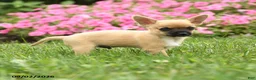 Chihuahua dogs for sale: Sir Peppito - Ad 5