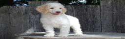 Standard Poodle dogs for sale: Pebble AKC Standard Poodle - Ad 5