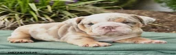 English Bulldog dogs for sale: Summer - Ad 2