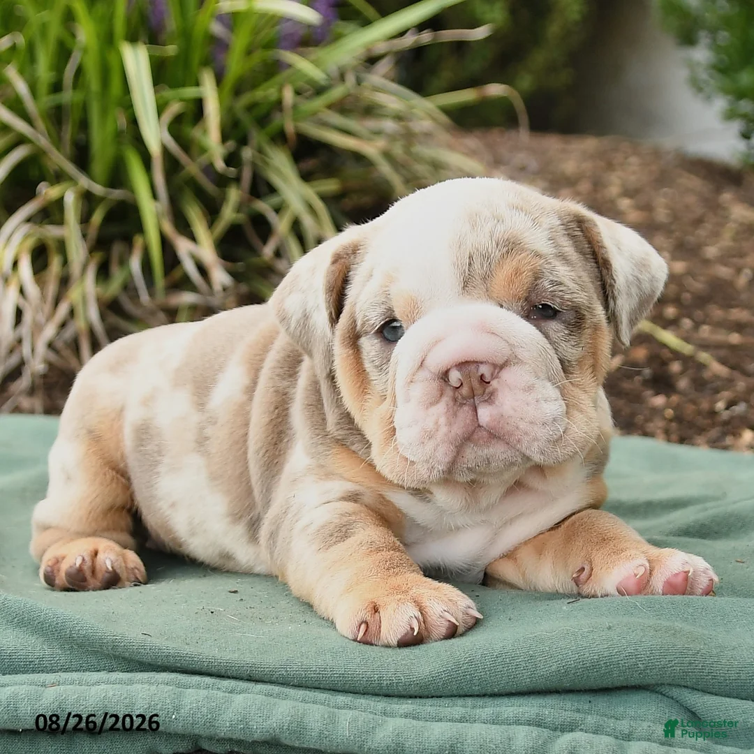 English Bulldog dogs for sale: Summer - Ad 2