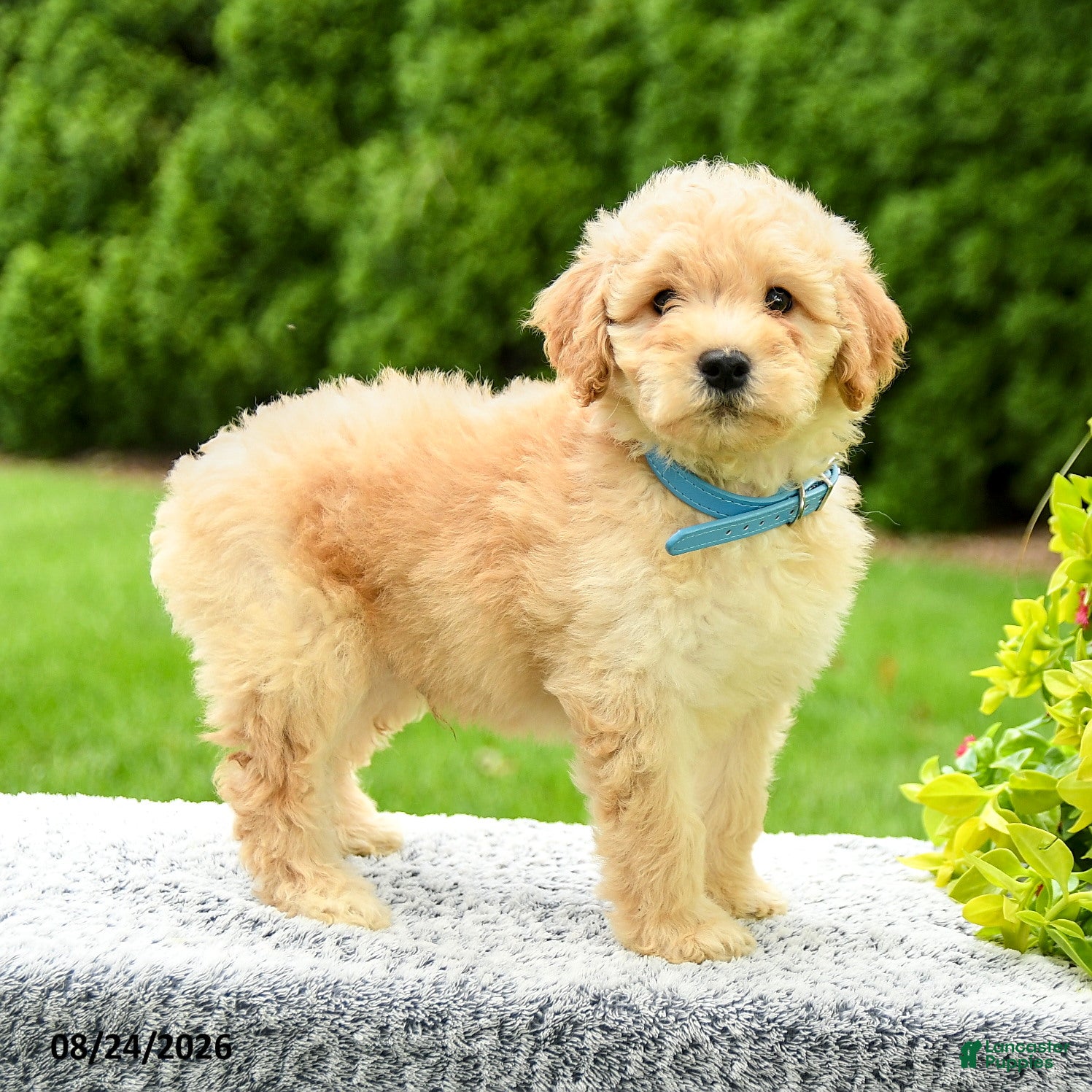 Mini Goldendoodle dogs Hayden - Ad 1