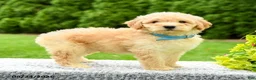 Mini Goldendoodle dogs for sale: Hayden - Ad 1