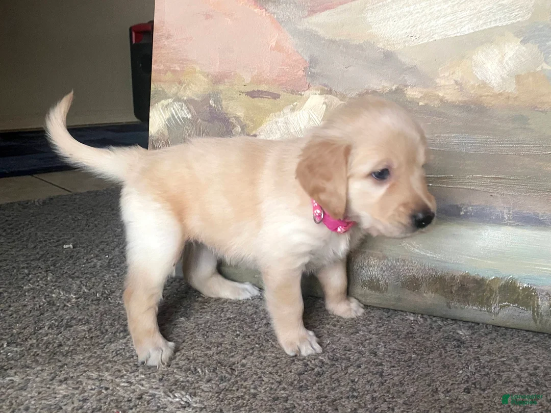 Golden Retriever dogs for sale: Golden Retriever Puppy 3 - Ad 6