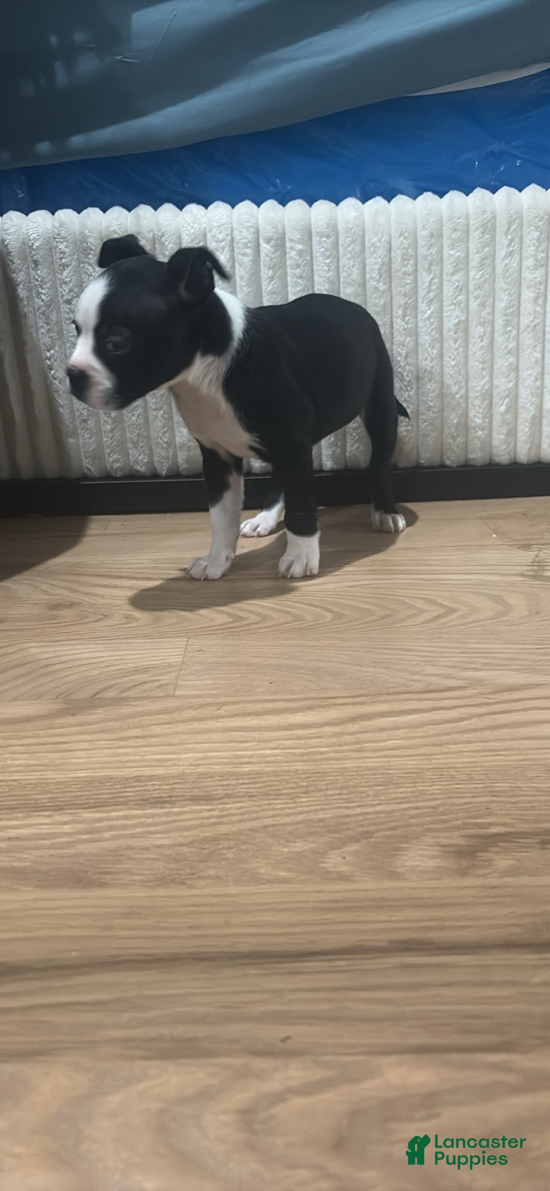 Mixed Breed dogs for sale: Mixed Breed Puppy 5 - Ad 1