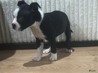 Mixed Breed dogs Mixed Breed Puppy 5 - Ad 11