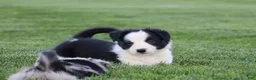 Border Collie dogs for sale: Koda - Ad 6