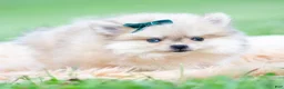 Pomeranian dogs for sale: Max - Ad 3