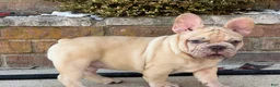French Bulldog dogs for sale: Buddy - Ad 9