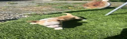 Chihuahua dogs for sale: Chihuahua Puppy 3 - Ad 2