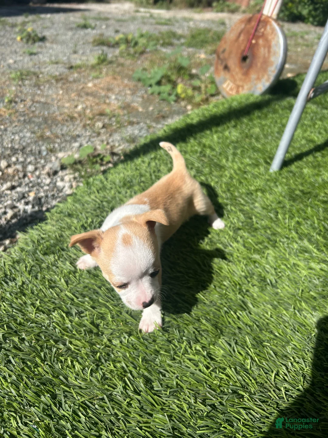 Chihuahua dogs for sale: Chihuahua Puppy 3 - Ad 2