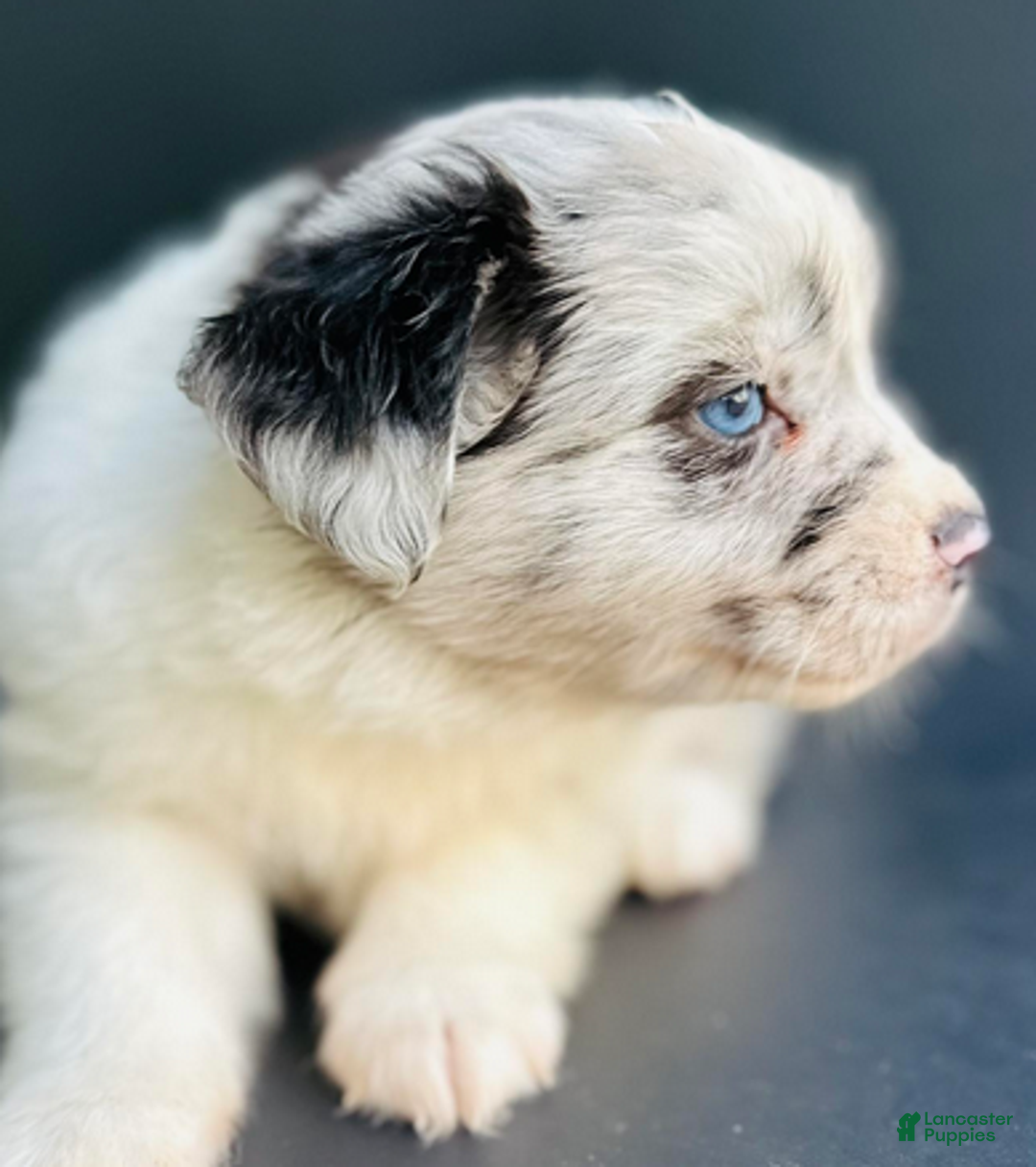 Mixed Breed dogs for sale: Cody - Ad 4