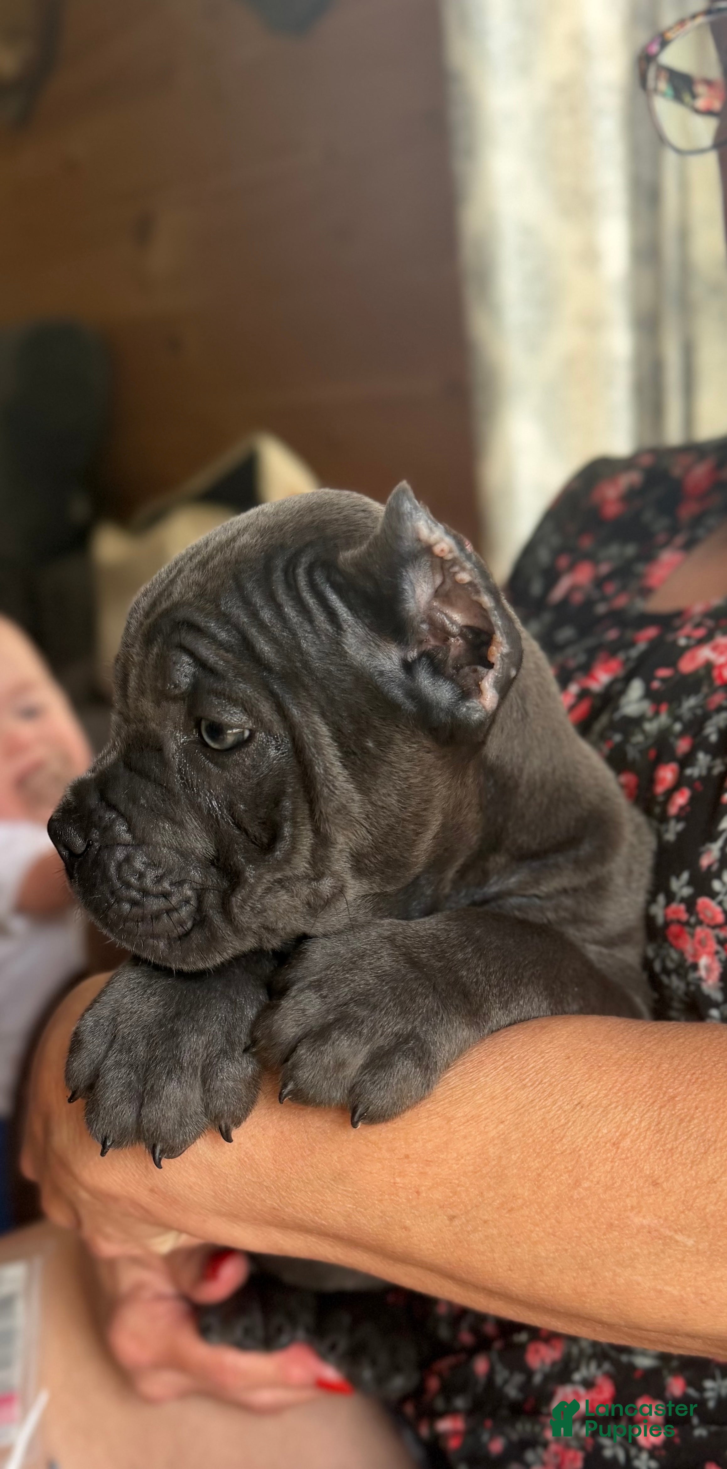 Cane Corso dogs Cane Corso Puppy 3 - Ad 36