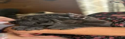 Cane Corso dogs for sale: Cane Corso Puppy 3 - Ad 9