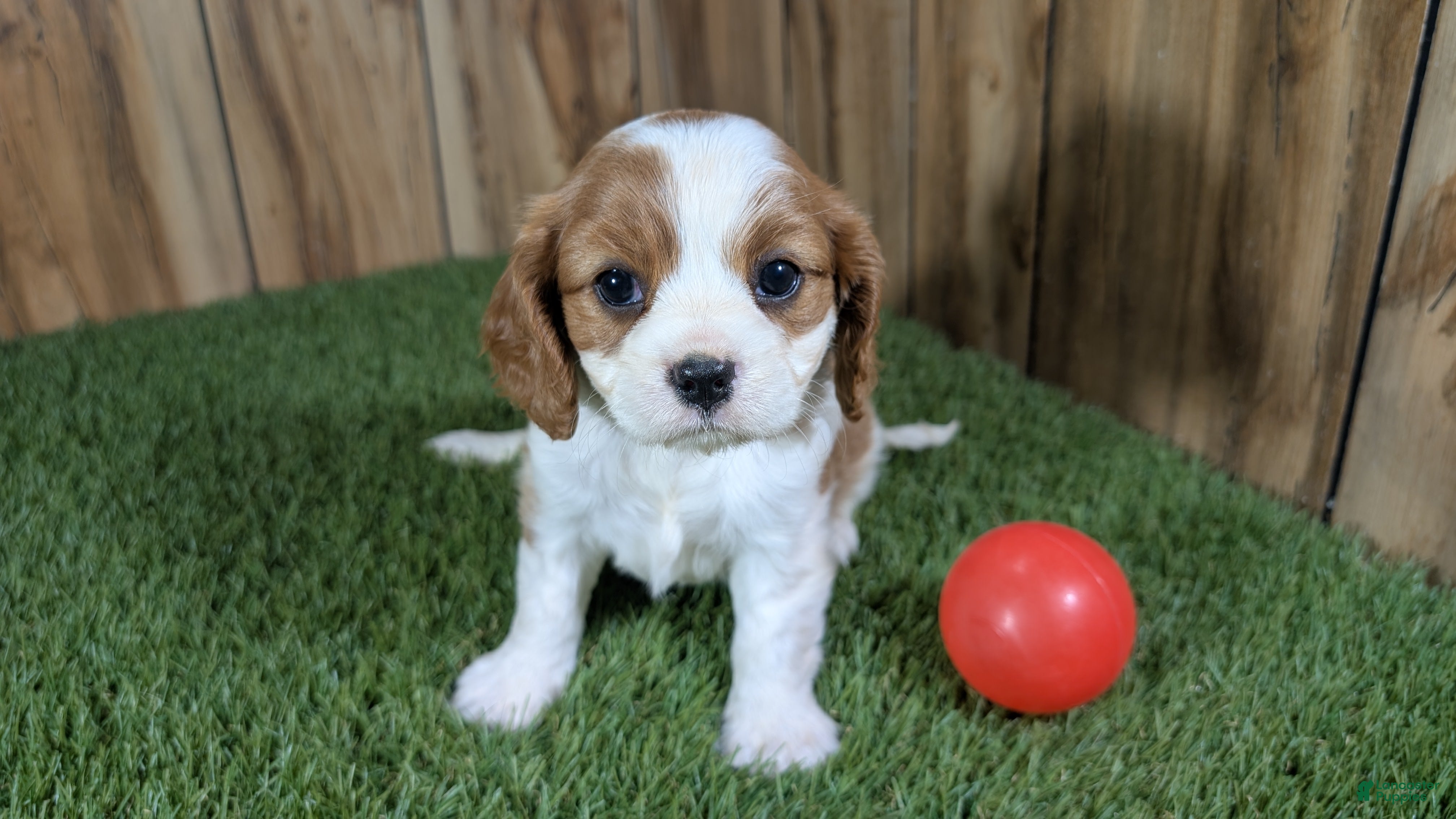 Cavalier King Charles Spaniel dogs Carmella's Girl 1 - Ad 2
