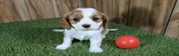 Cavalier King Charles Spaniel dogs for sale: Carmella's Girl 1 - Ad 2