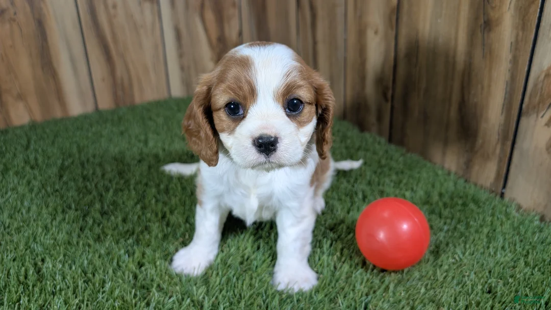 Cavalier King Charles Spaniel dogs for sale: Carmella's Girl 1 - Ad 2