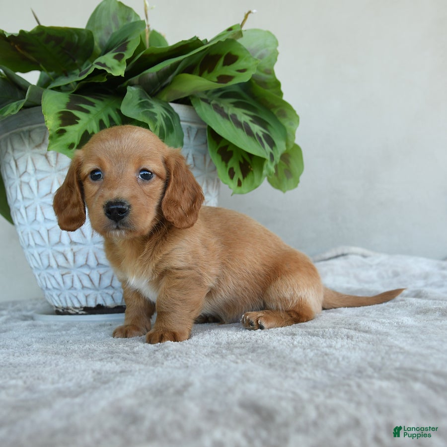 Dachshund dogs Wellington - Ad 2
