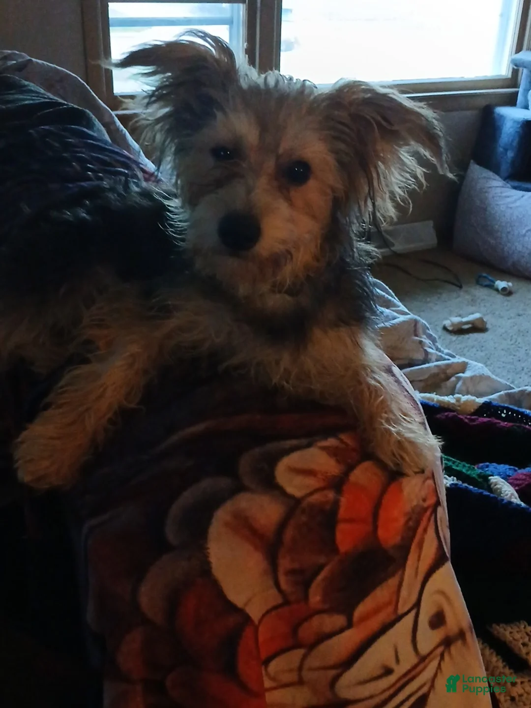 Morkie dogs for sale: Mikey 1 - Ad 1