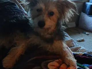 Morkie dogs Mikey 1 - Ad 42