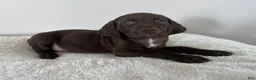 German Shorthaired Pointer dogs for sale: Hope - Ad 2