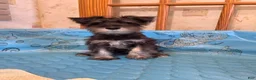 Miniature Schnauzer dogs for sale: Sam - Ad 3