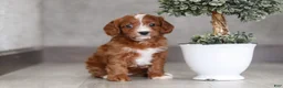 Cavapoo dogs for sale: Roxy  - Ad 3