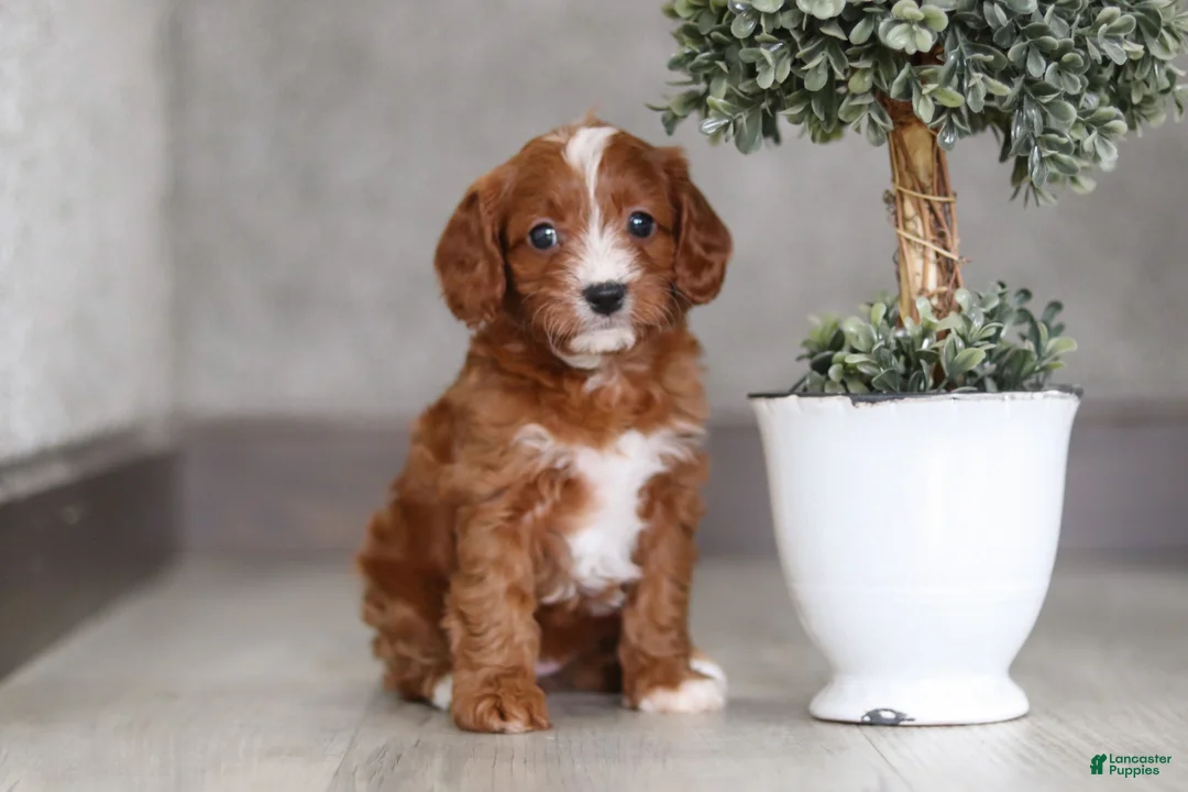 Cavapoo dogs for sale: Roxy  - Ad 3