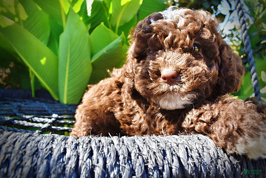 Havapoo dogs for sale: Juno-LABOR DAY SALE-TAKE $100 OFF!!! - Ad 2