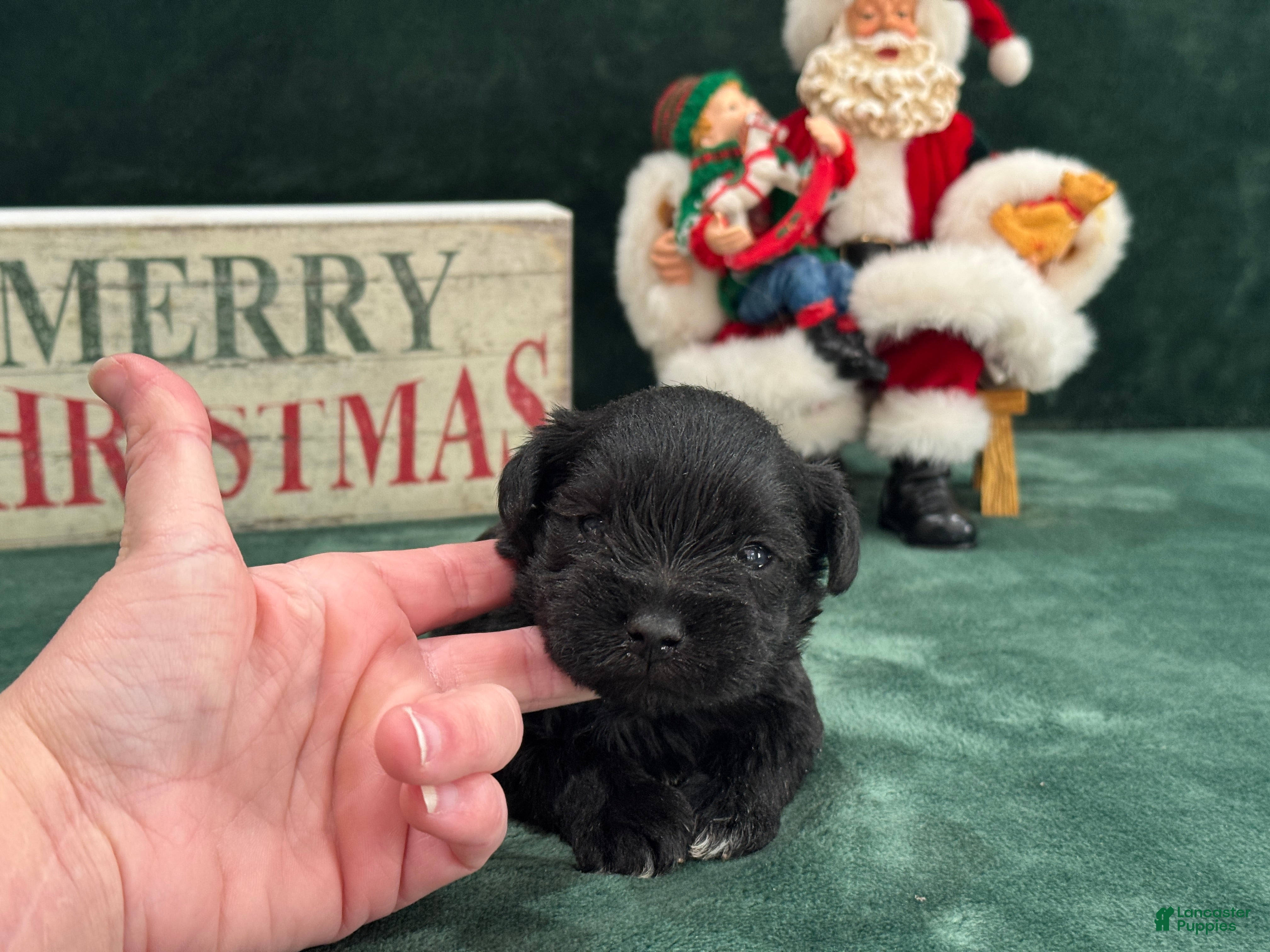 Miniature Schnauzer dogs Sadie Male 2 - Ad 5