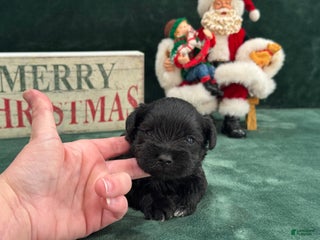 Miniature Schnauzer dogs Sadie Male 2 - Ad 5