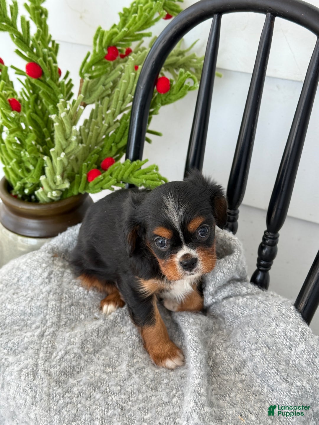 Cavalier King Charles Spaniel dogs for sale: Winifred - Ad 8