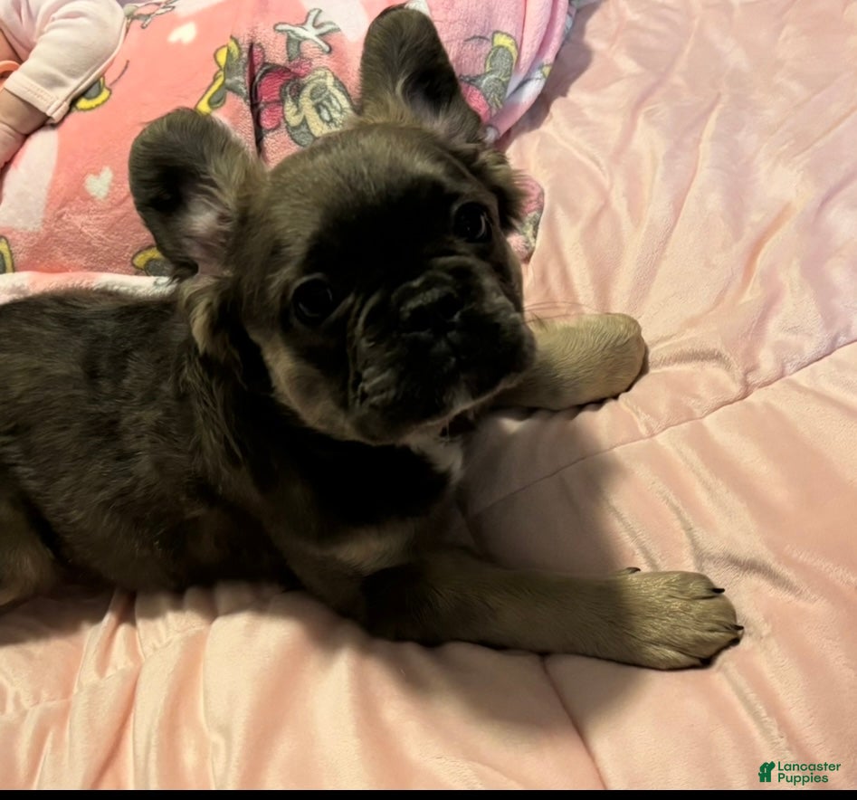 French Bulldog dogs French Bulldog Puppy 1 - Ad 1